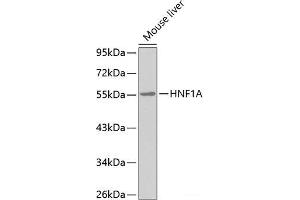 Western blot analysis of extracts of Mouse liver using HNF1A Polyclonal Antibody. (HNF1A Antikörper)