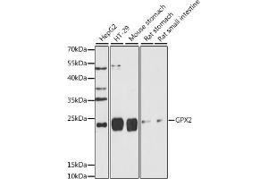 Western blot analysis of extracts of various cell lines, using GPX2 antibody (ABIN7267435) at 1:1000 dilution. (Glutathione Peroxidase 2 Antikörper  (AA 100-180))