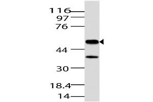 Image no. 1 for anti-Jumonji Domain Containing 5 (JMJD5) (AA 20-220) antibody (ABIN5027325) (JMJD5 Antikörper  (AA 20-220))