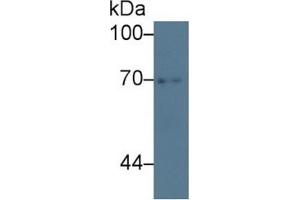 Rabbit Detection antibody from the kit in WB with Positive Control: Sample Human lung lysate. (ATG16L1 ELISA Kit)