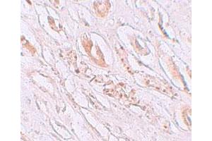 Immunohistochemical staining of human kidney cells with TMEM59 polyclonal antibody  at 2. (TMEM59 Antikörper  (N-Term))