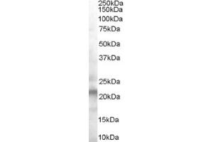 Image no. 1 for anti-Vacuolar Protein-Sorting-Associated Protein 25 (VPS25) (Internal Region) antibody (ABIN374641) (VPS25 Antikörper  (Internal Region))