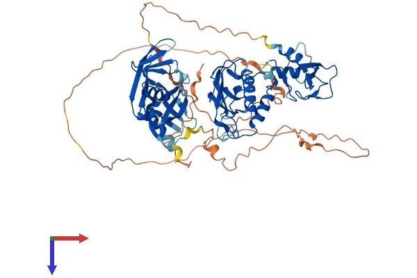 DTX2 Protein (AA 1-619) (His tag)