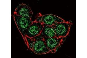 Immunofluorescence (IF) image for anti-Pyruvate Dehydrogenase Kinase, Isozyme 4 (PDK4) (AA 83-111) antibody (ABIN3032417)