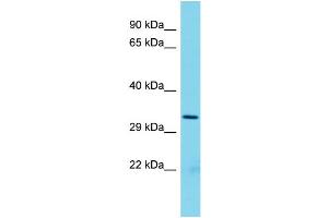 Host: Rabbit Target Name: Rpf2 Sample Type: Rat Spleen lysates Antibody Dilution: 1. (RPF2 Antikörper  (N-Term))