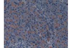Detection of GP2 in Mouse Pancreas Tissue using Polyclonal Antibody to Glycoprotein 2, Zymogen Granule Membrane (GP2) (GP2 Antikörper  (AA 301-506))
