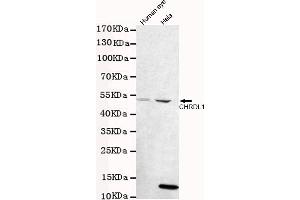 Western blot detection of CHRDL1 in human eye and Hela cell lysates using CHRDL1 mouse mAb (1:1000 diluted). (CHRDL1 Antikörper)
