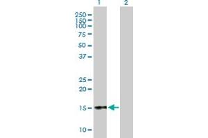 Western Blot analysis of CGA expression in transfected 293T cell line by CGA MaxPab polyclonal antibody. (CGA Antikörper  (AA 1-116))