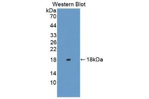 Western Blotting (WB) image for anti-Fatty Acid Binding Protein 3, Muscle and Heart (FABP3) (AA 2-133) antibody (ABIN7433318)