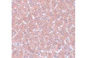 Immunohistochemical staining of rat liver tissue with WDR74 polyclonal antibody  at 5 ug/mL dilution. (WDR74 Antikörper  (C-Term))