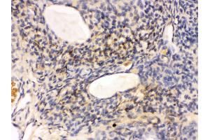 IHC(P): Rat Ovary Tissue (GNAQ Antikörper  (N-Term))
