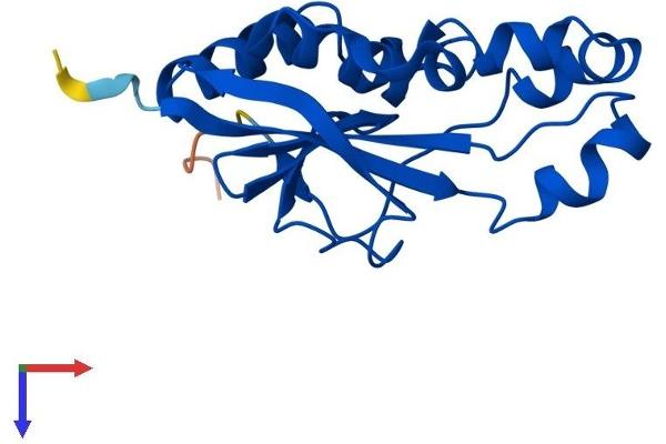 DESI1 Protein (AA 1-168) (His tag)