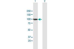 Western Blot analysis of ANKZF1 expression in transfected 293T cell line by ANKZF1 MaxPab polyclonal antibody. (ANKZF1 Antikörper  (AA 1-726))