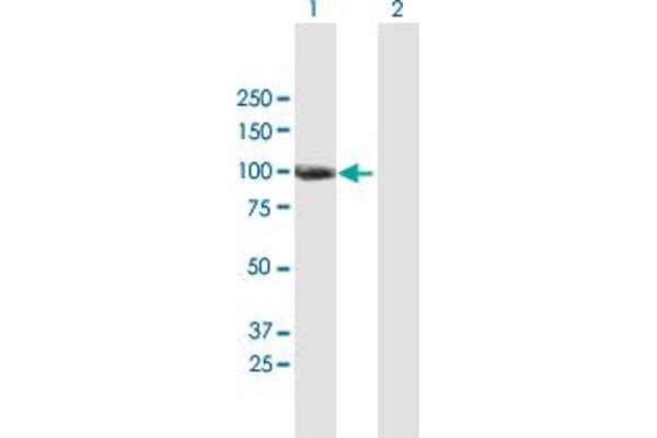 ANKZF1 antibody  (AA 1-726)