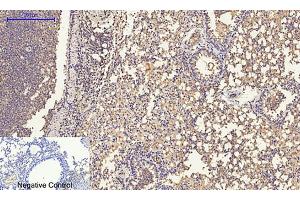 Immunohistochemical analysis of paraffin-embedded mouse lung tissue. (ERK1/2 Antikörper  (AA 300-380))