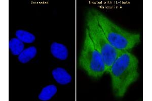 Immunofluorescent analysis of 4 % paraformaldehyde-fixed, 0. (TR4 Antikörper  (pSer439))