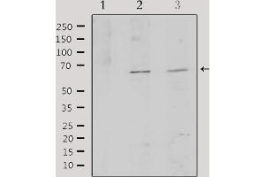 Western blot analysis of extracts from various samples, using TCF3 Antibody. (TCF3 Antikörper  (Internal Region))
