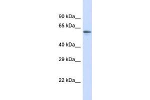 Host:  Rabbit  Target Name:  ZNF527  Sample Type:  Placenta lysates  Antibody Dilution:  1. (ZNF527 Antikörper  (N-Term))