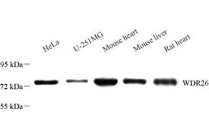 Western blot analysis of WDR26 (ABIN7076215) at dilution of 1: 2000