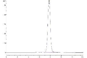 The purity of Human ANGPTL2 is greater than 95 % as determined by SEC-HPLC. (ANGPTL2 Protein (AA 260-493) (His-Avi Tag))