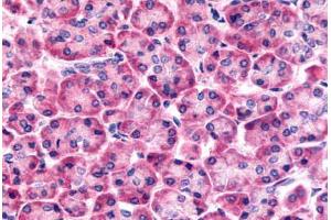 Anti-Frizzled-6 antibody  ABIN1048614 IHC staining of human pancreas. (FZD6 Antikörper  (N-Term))