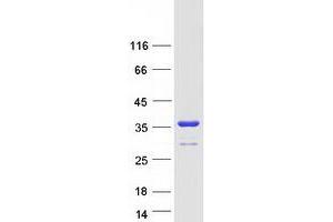 Validation with Western Blot (YWHAE Protein (Transcript Variant 1) (Myc-DYKDDDDK Tag))