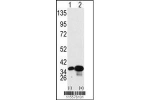Western blot analysis of PHB2 using PHB2 Antibody (Y248) using 293 cell lysates (2 ug/lane) either nontransfected (Lane 1) or transiently transfected with the PHB2 gene (Lane 2). (Prohibitin 2 Antikörper  (AA 225-255))