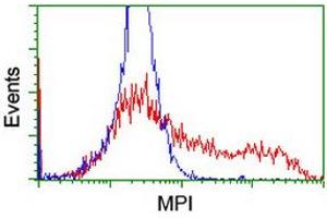 Flow Cytometry (FACS) image for anti-Mannose Phosphate Isomerase (MPI) antibody (ABIN1499545) (MPI Antikörper)