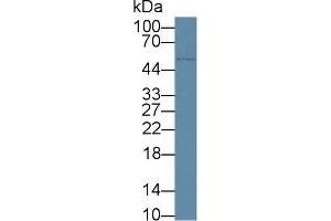Western Blotting (WB) image for anti-CD5 (CD5) (AA 25-372) antibody (ABIN7445102)
