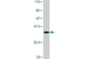 Western Blot detection against Immunogen (37. (MCM3 Antikörper  (AA 699-808))