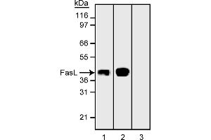Western Blotting (WB) image for anti-Fas Ligand (TNF Superfamily, Member 6) (FASL) antibody (ABIN967520) (FASL Antikörper)