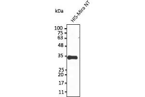 SLMAP antibody  (N-Term)