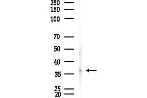 anti-BRCA2 and CDKN1A Interacting Protein (BCCIP) (C-Term) antibody