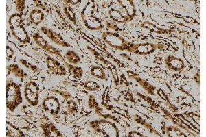 ABIN6277520 at 1/100 staining Human kidney tissue by IHC-P. (PTGES3 Antikörper  (C-Term))