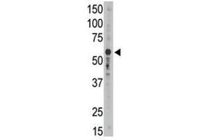 Image no. 2 for anti-Sialic Acid Binding Ig-Like Lectin 9 (SIGLEC9) (C-Term) antibody (ABIN357151) (SIGLEC9 Antikörper  (C-Term))