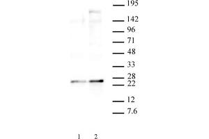 HP1 gamma phospho Ser93 pAb tested by Western blot. (CBX3 Antikörper  (pSer93))