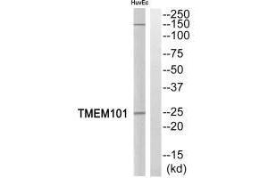 Western blot analysis of extracts from HuvEc cells, using TMEM101 antibody. (TMEM11 Antikörper)