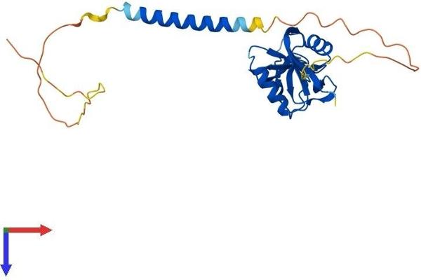 CLEC7A Protein (AA 1-247) (His tag)