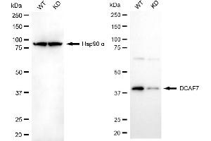 Western blotting analysis using DCAF7 antibody (ABIN7798282). (Rekombinanter DCAF7 Antikörper)