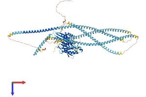 KIF5C Protein (AA 1-957) (His tag)