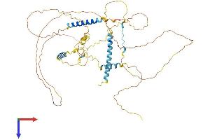 Ladinin 1 Protein (LAD1) (AA 1-528) (His tag)