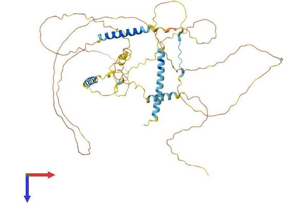 Ladinin 1 Protein (LAD1) (AA 1-528) (His tag)
