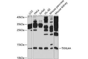 Western blot analysis of extracts of various cell lines, using TXNL4A antibody (ABIN6132742, ABIN6149737, ABIN6149738 and ABIN6214282) at 1:1000 dilution. (TXNL4A Antikörper  (AA 1-142))