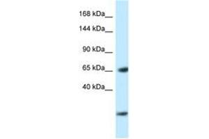 Image no. 1 for anti-Early B-Cell Factor 3 (EBF3) (AA 24-73) antibody (ABIN6747421) (EBF3 Antikörper  (AA 24-73))