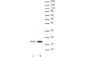 Histone H3K4ac antibody (pAb) tested by Western blot. (Histone 3 Antikörper  (H3K4ac))