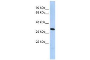 Image no. 1 for anti-Forkhead Box K2 (FOXK2) (AA 276-303) antibody (ABIN6742939)