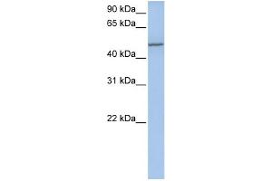 WB Suggested Anti-COL25A1 Antibody Titration:  0. (COL25A1 Antikörper  (Middle Region))