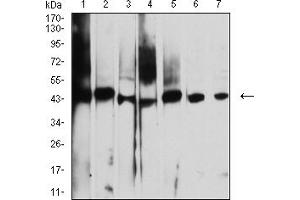 Western blot analysis using AUP1 mouse mAb against A431 (1), NIH/3T3 (2), Hela (3), SW480 (4), CHO3D10 (5), A549 (6), and SPC-A-1 (7) cell lysate. (Ancient Ubiquitous Protein 1 Antikörper  (AA 229-410))