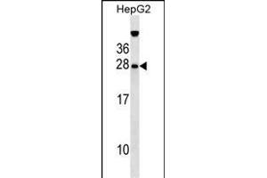 GFER Antibody (Center) (ABIN655148 and ABIN2844769) western blot analysis in HepG2 cell line lysates (35 μg/lane). (GFER Antikörper  (AA 67-94))