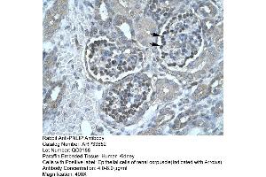 Human kidney (PNLIP Antikörper  (C-Term))